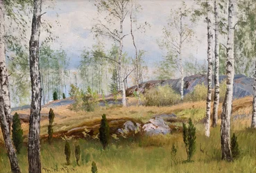 Bouleaux